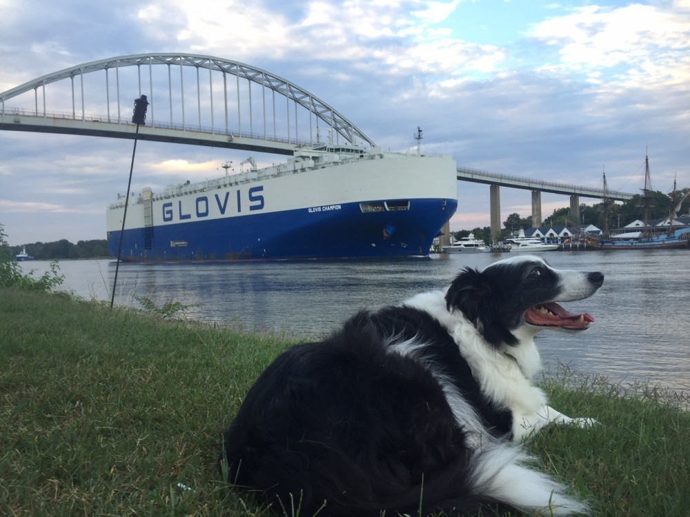 Furry black and white dog on grass with bridge, Glovis freighter and the canal behind him